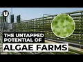 Algae The Ultimate Circular Crop
