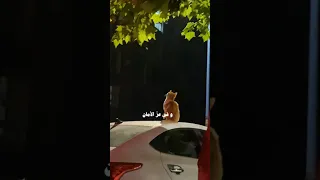 و في عز الأمان ضاع مني الأمان بدون موسيقى بدون موسيقى 