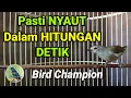 Download Lagu Pancingan Opior Jawa Biar Gacor Hanya Dalam Hitungan Detik Semua jenis Opior Jawa Pasti Nyaut.