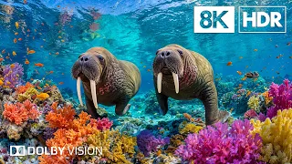 Ethereal Marine Creatures In 8K HDR Dolby Vision 