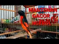 Lagu burung mantenan jantan gacor