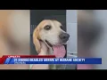 21 Envigo beagles brought to Lynchburg Humane Society