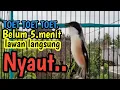 Download Lagu TOET TOET TOET SUARA CENDET GACOR. Belum 5menit lawan langsung Nyaut. 