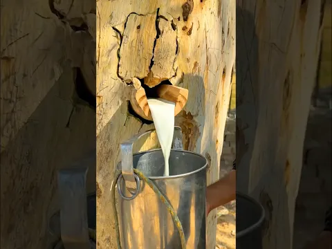 Ped se nikla doodh🌳🥛