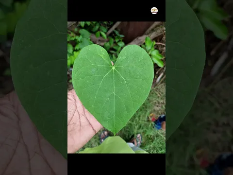 घुटनों के दर्द का रामबाण उपाय! Budhwara Leaves Remedy #ayurveda #jungaleemedicine