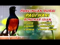 Download Lagu 🔴 LIVE 93 - Pancingan Murai Batu Malam Hari Full Isian Tembakan Kasar Murai Apapun Pasti Emosi