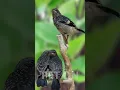 Lagu Pied bush chat Singing : Decu Sang Penyanyi Hutan #birdsinging #Saxicolacaprata #decu