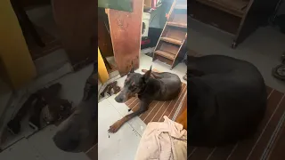 #fypシ #Fyp #Dream #doberman #pets