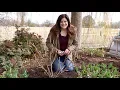 Pruning Panicle Hydrangeas Garden Answer