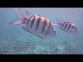 Snorkeling at Playa Pilar near Cayo Media Luna Cayo Guillermo