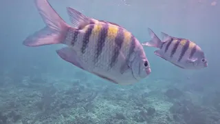 Snorkeling at Playa Pilar near Cayo Media Luna Cayo Guillermo