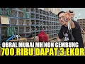 Download Lagu OBRAL HARI INI ! MURAI MH NON GEMBUNG CUMA 700 RIBU DAPAT 3 EKOR HARI INI DIKIOS FATHONI BIRDSHOP