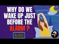 Why Do We Wake Up Right Before the Alarm?