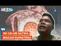 Kisah Pencarian Rafflesia Langka: 20 Jam Jalan, Dikira Kesurupan, hingga Rawan Macan
