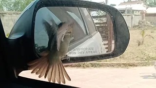 bird fighting with a mirror 