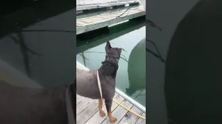 #fyp #dream #sailing #pets #doberman #vlog