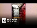 Fly paintings draw huge buzz at New York City art exhibit