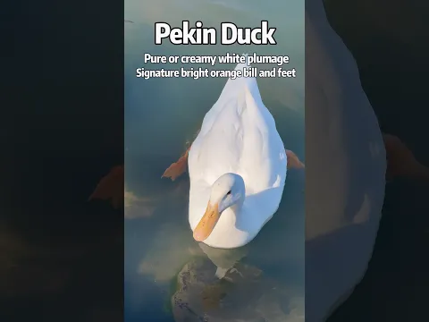 Pekin Duck ：Pure or creamy white feathers, signature bright orange bill and feet!