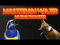Download Lagu #13 MASTERAN MURAI BATU FULL ISIAN CILILIN VS CUCAK CUNGKOK SEJALUR WAJIB DIPUTAR!