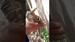 طائر الهدهد اليف طائر اوصى النبي بعدم قتله الهدهد 