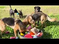 Entertaining Doggy Daycare TV - Dog Video for Dogs To Watch - 🐶 Relaxing Music & Real Sounds