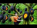 Download Lagu Harvesting +1000Kg Rare Giant Cracked Black Jackfruit | Make Jackfruit Sticky Rice | Village Recipe