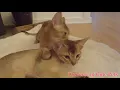 Abyssinian Cats - How much do Abyssinian cats cost