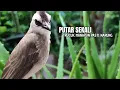 Download Lagu Trucukan GACOR ngalas ROPEL PANJANG suara alam AMPUH buat pancingan jadikan trucuk Gacor GARUDA
