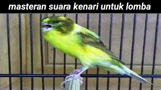 Download Masteran suara kenari untuk lomba dijamin langsung juara MP3