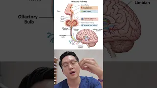  อาการได้กลิ่นที่ไม่มีอยู่จริงเกิดจากอะไรบ้าง 