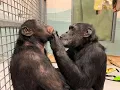 Grooming with Cy and George