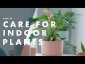 How To Care For Indoor Plants - Bunnings Warehouse