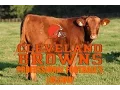 The Cleveland Browns - Professional Football s Lolcow