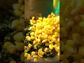 Download Lagu This is Corn \u0026 Palak Rice—green from spinach, sweet from corn, and built on golden garlic. Not fancy