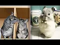 14 Cool Chinchilla Facts