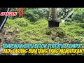 Download Lagu Land clearing lahan,banyak binatang yang mematikan #machine #excavator #alatberat