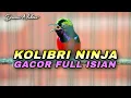 Download Lagu SUARA BURUNG KONIN GACOR FULL ISIAN TEMBAK COCOK BUAT PANCINGAN KOLIBRI NINJA BAHAN TROTOLAN