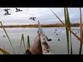 DUCK HUNTING Public Land LIMITED OUT Huge LEROY News