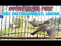 Download Lagu SOGON BETINA MEMANGGIL JANTAN ‼️ PANCINGAN SOGON AGAR CEPAT BUNYI DAN NAIK BIRAHI
