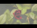 Yaeji - Red