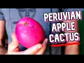It s NOT Dragon Fruit It s Peruvian Apple Cactus