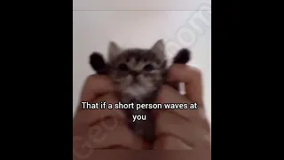 If A Short Person Waves At You Cat Georgieebom Funny Fyp Memes 