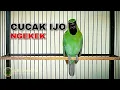 Download Lagu CUCAK IJO ISIAN TENGKEK BUTO || SATU JALUR COCOK BUAT MASTERAN