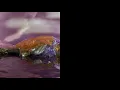Download Lagu SOPHIE — OIL OF EVERY PEARL'S UN-INSIDES Remix Album (NON STOP) — SIDE 2