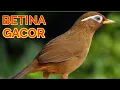 Download Lagu BURUNG WAMBI BETINA MANGGIL JANTAN