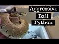 How To Handle An Aggressive Ball Python - Benjamin s Exotics