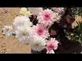 Download Lagu Beautiful flowers/ Beautiful flowers image #flowers #flowersphoto #flowersvideos #flowersimage