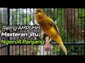Lagu KENARI GACOR Cuit CUIT BIRAHI UNTUK PANCINGAN \u0026 MASTERAN Kenari PAUD AGAR BUNYI