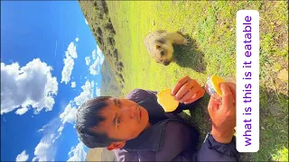Marmot's Mission Snatching the Cookie landscape Version