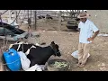 A VACA DE ZÉ QUE DAVA MAIS DE 40 L DE LEITE E ADOECEU ELE TÁ MUITO TRISTE NÃO SABE O QUE FAZER NA PB